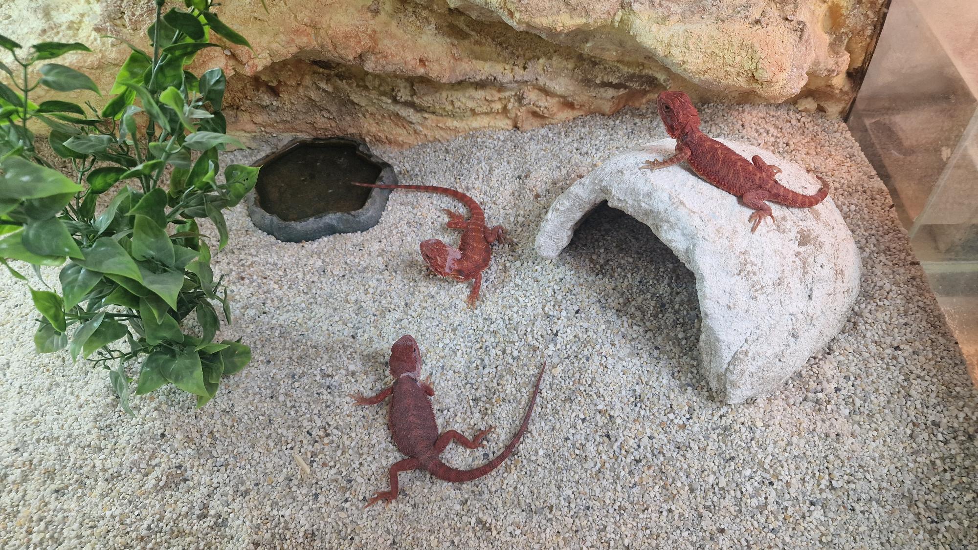 bradata agama pogona vitticeps / henrilawsonii bradata agama pogona vitticeps / henrilawsonii