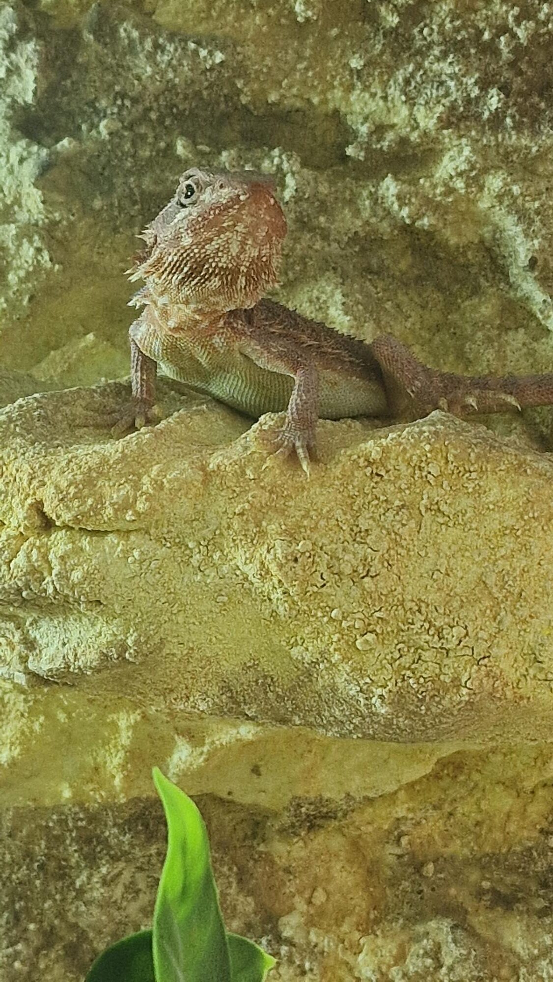 bradata agama pogona vitticeps / henrilawsonii bradata agama pogona vitticeps / henrilawsonii