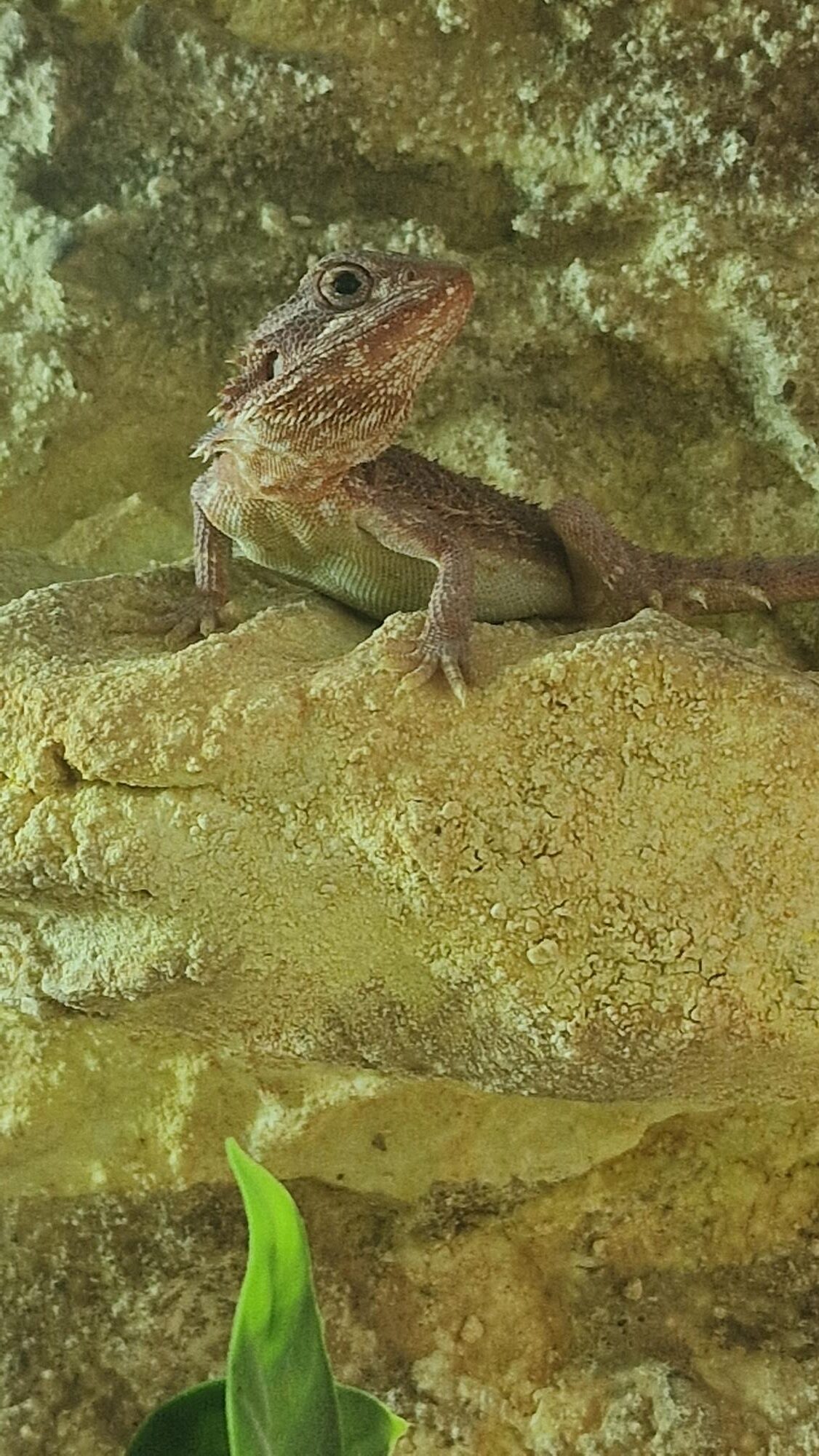 bradata agama pogona vitticeps / henrilawsonii bradata agama pogona vitticeps / henrilawsonii