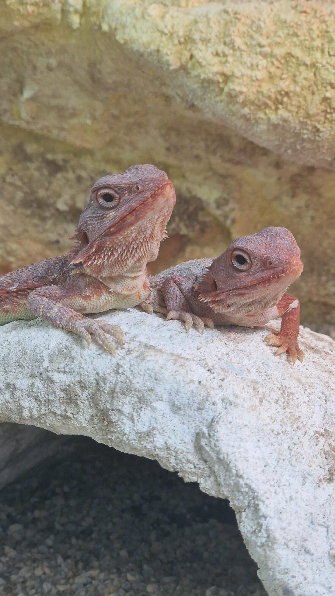 bradata agama pogona vitticeps / henrilawsonii bradata agama pogona vitticeps / henrilawsonii