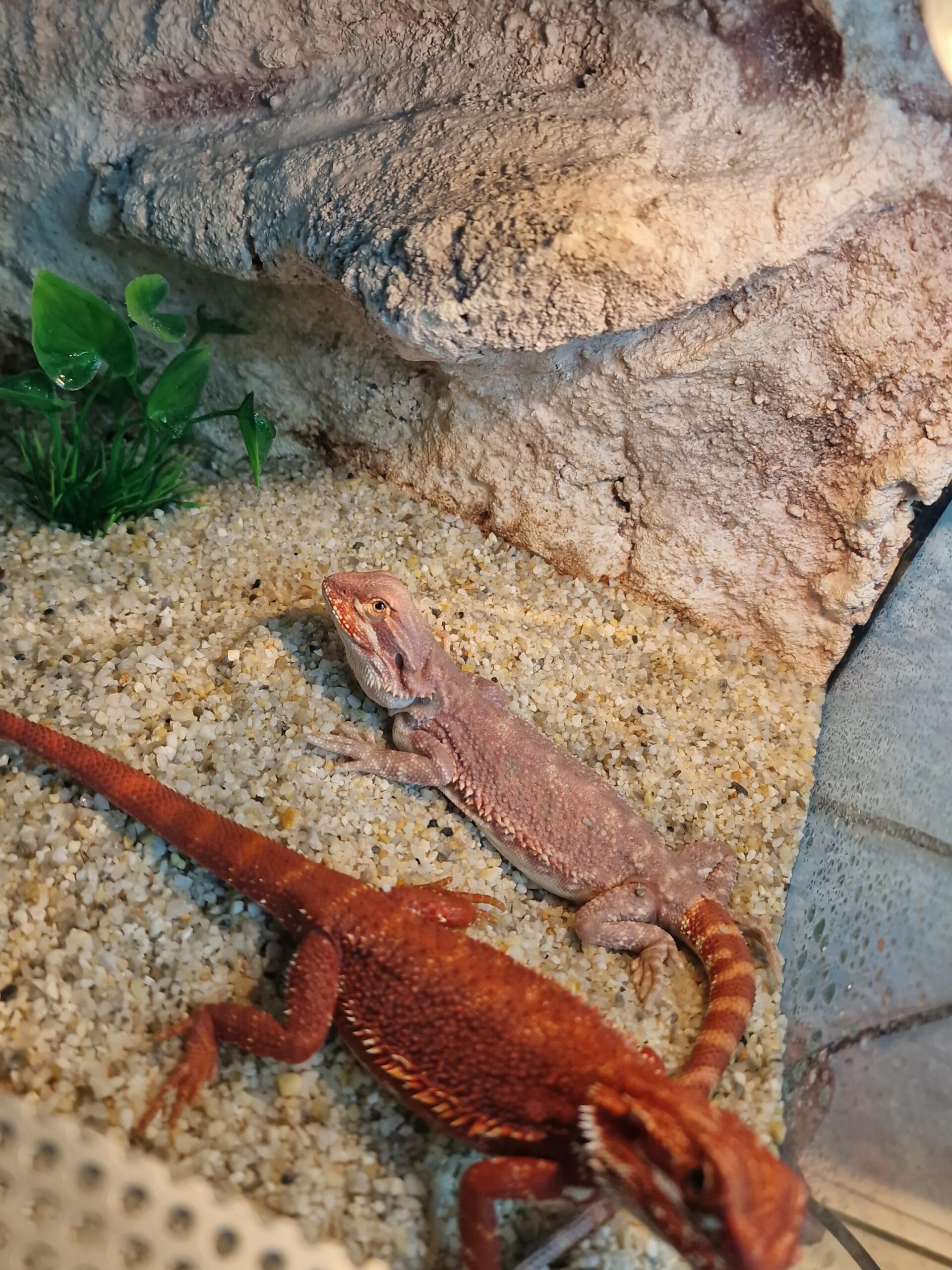 bradata agama pogona vitticeps / henrilawsonii bradata agama pogona vitticeps / henrilawsonii