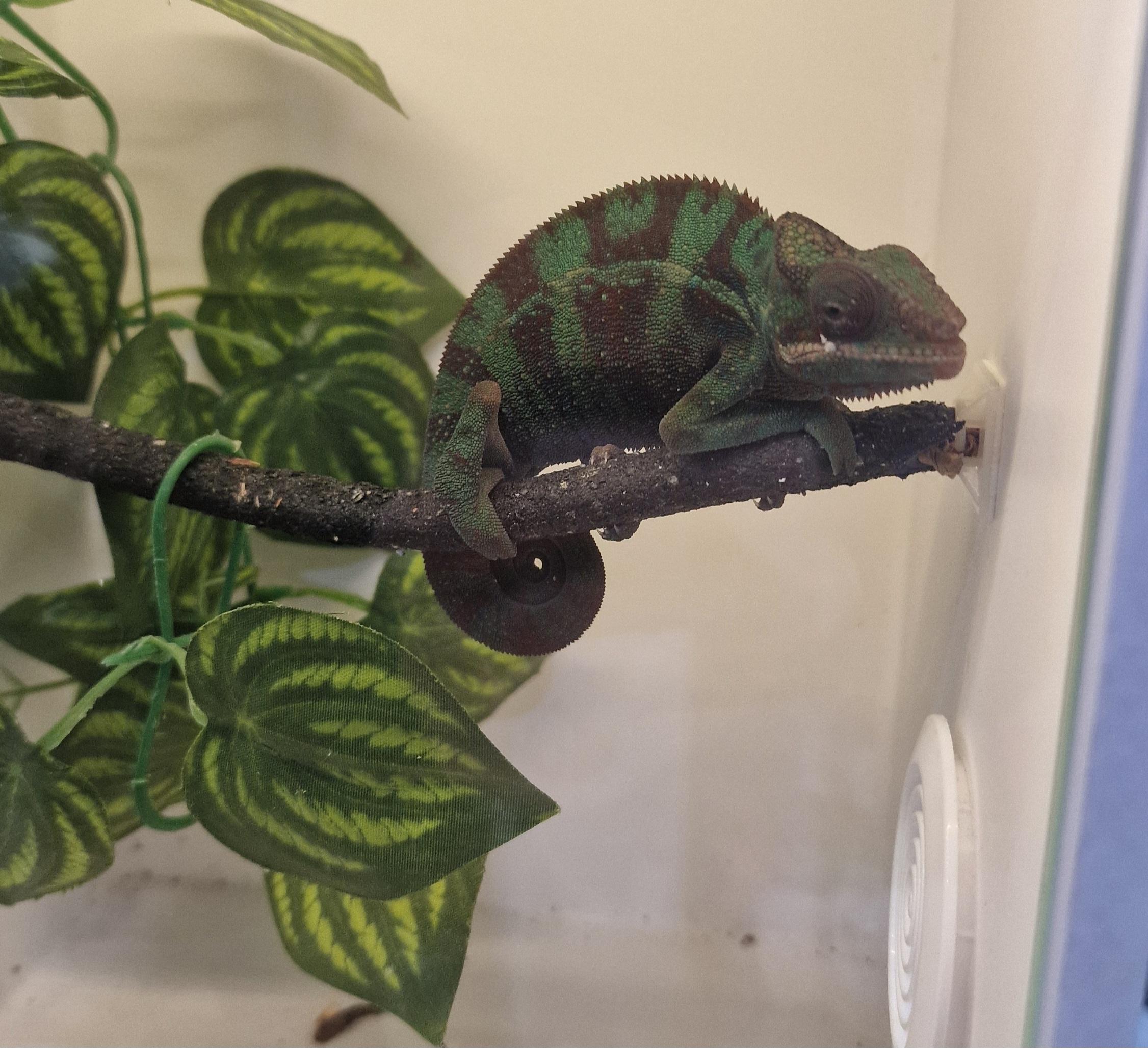 PANTERJEV KAMELEON / Furcifer pardalis