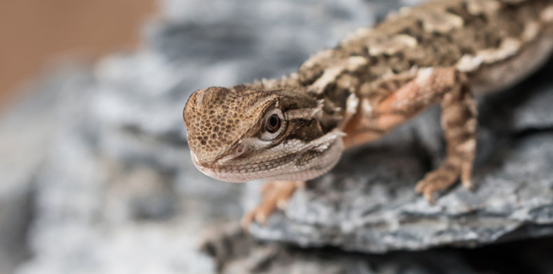 pogona henrylawsoni (rankinova lawson’s bearded dragon) pogona henrylawsoni (rankinova lawson’s bearded dragon)