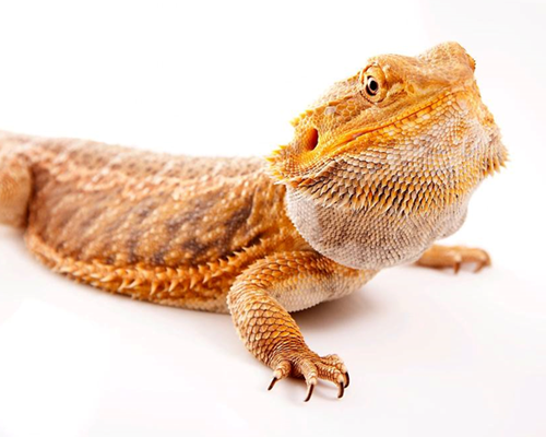 agama agama